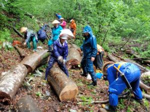 2011年6月ナメコのコマうち01