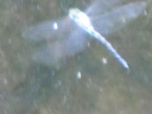 オオルリボシヤンマの産卵