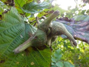 131006カシの実（ハシバミ）