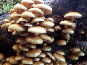 131022イシゴネ登山道中腹の切り株アップs