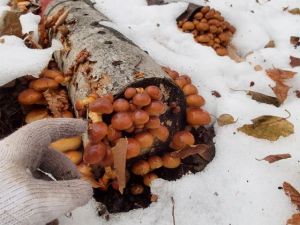 雪の下から出てきたナメコたち